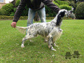 Setter Anglais RADENTIS BARBONE Setter Anglais RADENTIS BARBONE